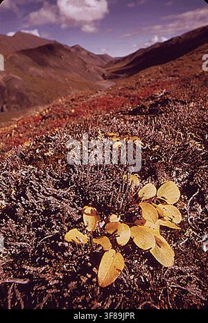 Typische Brooks-Range-Landschaft nördlich des Kamms mit vorherrschenden Herbstfarben, Blick nach Osten entlang des Atigun-Flusses von einem Punkt vier Meilen östlich der Pipelineüberquerung aus, auf einem Foto von 1973. Stockfoto