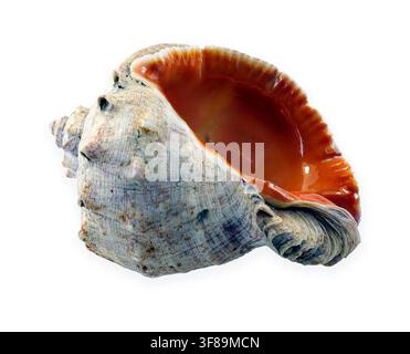 Eine große Rapa-Welkenschale wird auf weißem Hintergrund gezeigt. Die Schale hat ein tiefes orange-rotes glänzendes Innere und einzigartige Maserungsmuster. Sie ist isoliert a Stockfoto