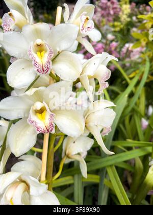 Ein Büschel weißer Cymbidium-Orchideen trägt gelbe und magentafarbene gesprenkelte Lippen, mit Wassertropfen auf wachsartigen Blütenblättern und üppigem Laub im Hintergrund Stockfoto