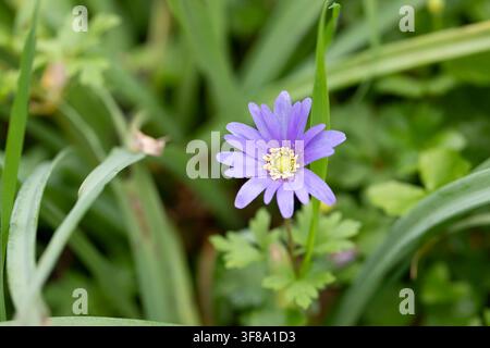 Anemone Blanda-Blüte zwischen grünen Blättern Stockfoto