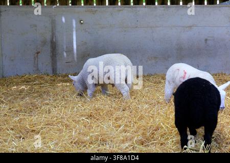 Walisische Bergschaf-Lämmer im Inneren - Defaid Mynydd Cymreig Stockfoto