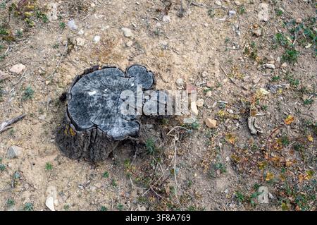 Gefällter Baumstamm mit trockenem Boden um ihn herum, Umweltbewusstsein Stockfoto
