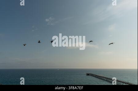 Schwarm brauner Pelikane fliegt in Formation über die Pazifikküste bei Sonnenuntergang, Goleta, Santa Barbara County, Südkalifornien Stockfoto