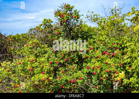 Strandrose, bedeckt mit Hagebutten, Vegetation am Magnarp-Strand, Vejbystrand, Schonen, Schweden. Stockfoto