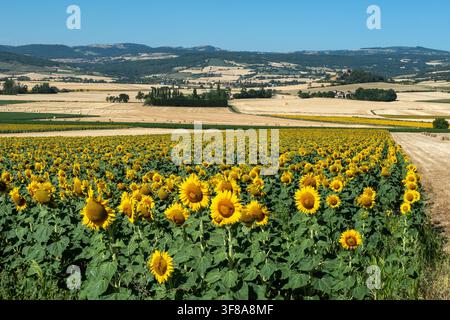 Sonnenblumen blühen in der Lembronnais-Ebene, Puy de Dome, Auvergne-Rhone-Alpes, Frankreich Stockfoto