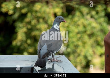 Graue Ringeltaube (Columba palumbus) ruht auf einer Metalloberfläche draußen Stockfoto