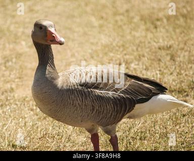 Eine Nahaufnahme von der Seite einer Graugans, die auf trockenem goldenem Gras nahe eines Sees im Willen Lake, Milton Keynes, Buckinghamshire, England, UK steht Stockfoto