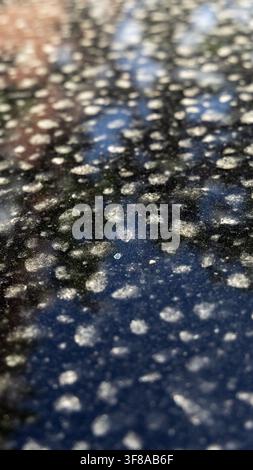 Regentropfenstaub auf der Motorhaube Stockfoto