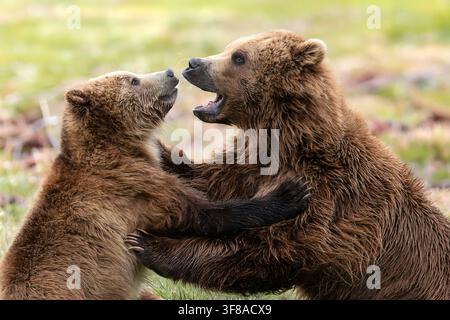 Auch wenn ein Grizzlybär genannt wird, kann er von blond bis fast schwarz sein. Stockfoto