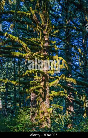 Sitka-Fichte, bedeckt mit Moos, Hebo Lake Campground, Siuslaw National Forest, Oregon Coast Range, Oregon, USA Stockfoto
