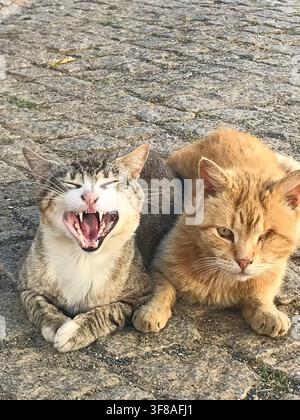 Nahaufnahme von zwei streunenden Katzen, die auf einer Kopfsteinpflasterstraße liegen. Eine getigerte Katze gähnt mit weit geöffnetem Maul und zeigt ihre Zähne, während die orangefarbene Katze liegt Stockfoto