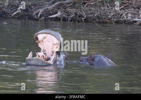 Nilpferd mit weit geöffnetem Maul im Sambesi-Fluss, Victoriafälle, Simbabwe Stockfoto