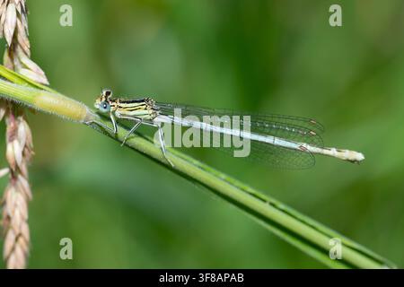 Weißbeinige Azurjungfer (Platycnemis pennipes) auf einem Stängel, Leicestershire, England. Stockfoto