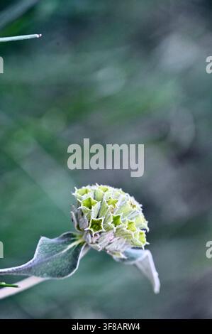 Kommerzielle Nahaufnahme eines ungewöhnlichen, strukturierten grünen Blütenbüschels, gestützt von weichen, samtigen silbrig-grünen Blättern, vor einem dunklen, unscharfen Hintergrund. Stockfoto