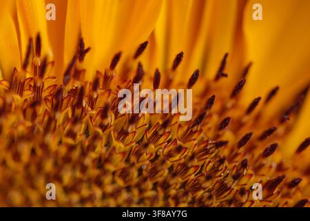 Extreme Makro-Nahaufnahme eines lebendigen blühenden Sonnenblumes, das detaillierte zentrale Scheibenblüten, Staubfäden, Pollen und helle gelbe Strahlenblüten zeigt. Abst Stockfoto