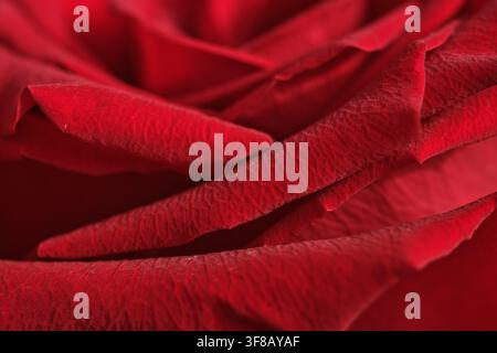 Extremer Makroaufnahme, die sich auf die zarten Ränder und die detaillierte samtige Textur der roten Rosenblätter konzentriert. Eleganter romantischer floraler Hintergrund mit lebendigem Cri Stockfoto