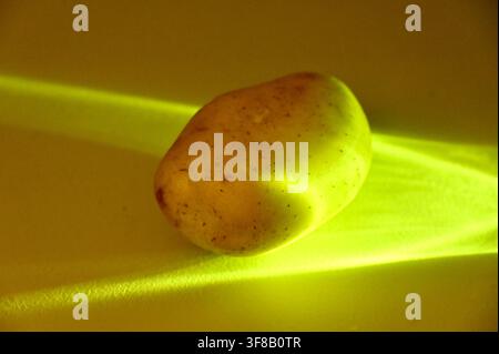Kommerzielle Nahaufnahmen-Makrofotografie einer einzelnen rohen ganzen Kartoffel, die von einem hellgrünen Neonlichtstrahl betont wird, um ihre strukturierte Schale und organische Form vor einem dunklen, kontrastierenden Hintergrund hervorzuheben. Stockfoto