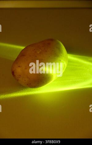 Kommerzielle Nahaufnahmen-Makrofotografie einer einzelnen rohen ganzen Kartoffel, die von einem hellgrünen Neonlichtstrahl betont wird, um ihre strukturierte Schale und organische Form vor einem dunklen, kontrastierenden Hintergrund hervorzuheben. Stockfoto