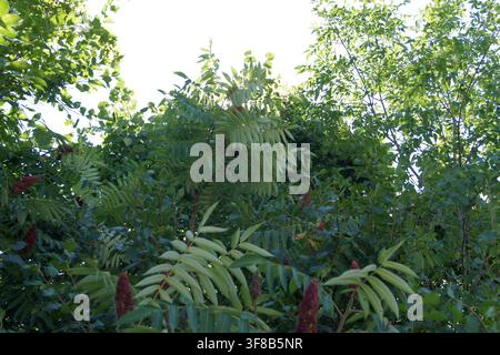Nahaufnahme von üppigen grünen Blättern mit Büscheln roter Beeren im natürlichen Sonnenlicht, Ottawa. Stockfoto