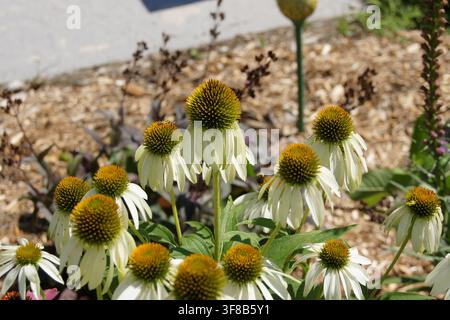 Makroaufnahme von weißen Sonnenhutblüten (Echinacea) im natürlichen Sonnenlicht, Garten in Ottawa. Stockfoto