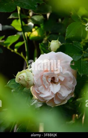 Üppige Knospe einer zarten rosa Rose, die sich zwischen dunkelgrünen Blättern in einem Sommergarten im Licht der untergehenden Sonne versteckt. Stockfoto