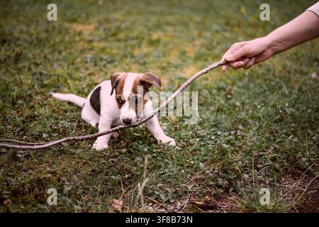 Entzückender Jack-Russell-Terrier-Welpe rennt draußen auf dem Gras, verspielter kleiner Hund in Bewegung mit natürlichem Licht und geringer Schärfentiefe Stockfoto