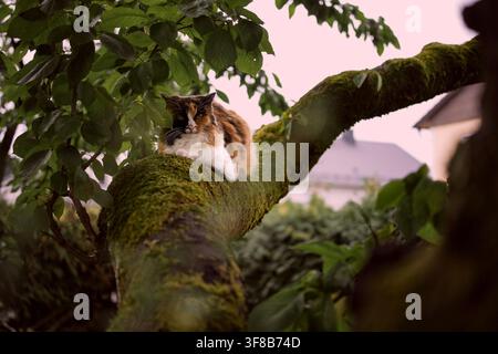 Calico-Katze ruht auf einem moosigen Ast in einem Garten, eingerahmt von üppigen Blättern und sanftem Abendlicht Stockfoto