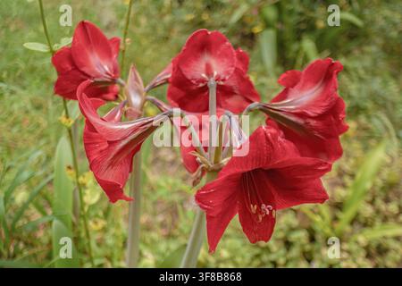Rotblumen von Lilien, die sich vollständig in verschiedene Richtungen geöffnet haben, in einem Garten in den östlichen Anden Zentralkolumbiens Stockfoto