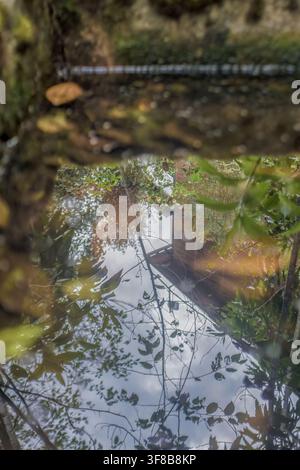 Ein alter, nicht genutzter Wassertank mit etwas Vegetation spiegelt den Himmel, das Blätterdach der Bäume und ein Haus wider, auf einer Farm in den östlichen Andenbergen Stockfoto