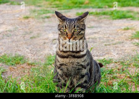 Braun gestreifte freilaufende Streunerkatze sitzt im Gras in einem öffentlichen Außenbereich in Paphos, Zypern. Stockfoto