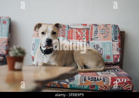 Hund ruht bequem auf einem gemusterten Sofa in einer Inneneinrichtung Stockfoto