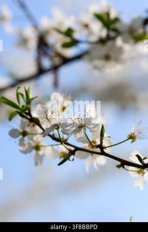 Prunus avium in voller Blüte, 5. März 2026 Stockfoto
