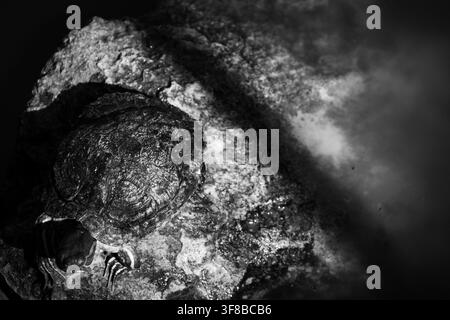 Schwarz-Weiß-Hochwinkelfoto einer Süßwasserschildkröte, die am 25. Juli 2026 auf einem Stein in einem Teich im Zoo von Ciego de Avila, Kuba, ruht. Stockfoto