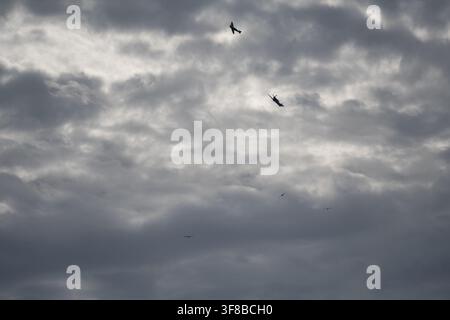 Zwei Supermarine Spitfire Oldtimer-Kampfflugzeuge neigen sich über einer dramatischen Wolkendecke mit Vögeln, die darunter fliegen, Eastbourne, East Sussex. Stockfoto