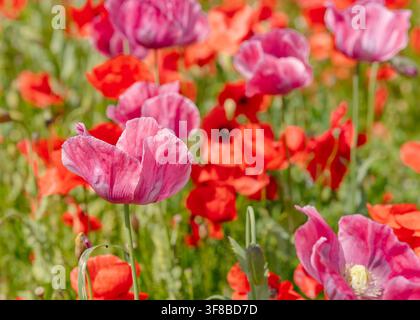 Lebendige Nahaufnahme von hellrosa Mohnblumen mit dünnen, seidigen Blütenblättern, die auf einem sonnigen Feld im Freien blühen. Ideales Stockfoto für Gartenbau, Botanik Stockfoto
