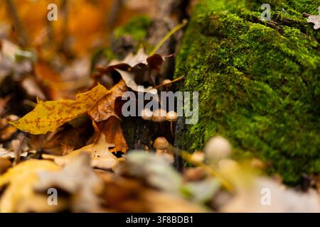 Kleiner Pilz, der zwischen trockenen Herbstblättern auf Waldboden wächst. Hochwertige Fotos Stockfoto