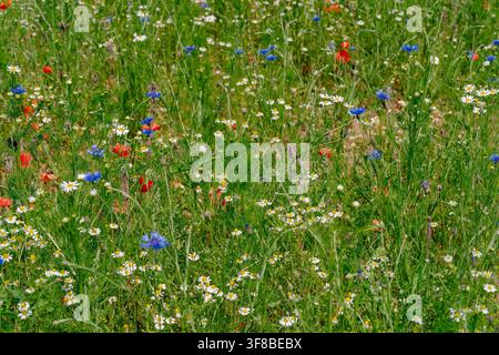 Frische Sommerwiesentextur gefüllt mit wild blühenden Kräutern, Kamille und Kornblumen. Perfektes Archivbild für Kräuterheilkunde, Umwelt Stockfoto