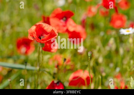 Gruppe wilder roter Mohnblumen in scharfer Fokus unter natürlichem Sonnenlicht. Perfektes Stockbild für umweltfreundliche Banner, botanische Publikationen, Gruß Stockfoto