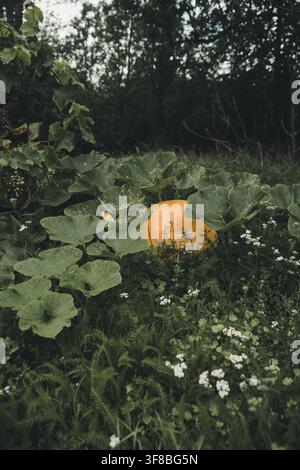 Ansicht eines großen orangefarbenen Kürbisses, der zwischen grünen Blättern und kleinen weißen Blüten in einem Garten auf Vormsi, Kreis Laane, Estland wächst. Stockfoto