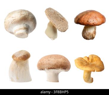 Verschiedene essbare Pilze isoliert auf Weiß, gesetzt Stockfoto
