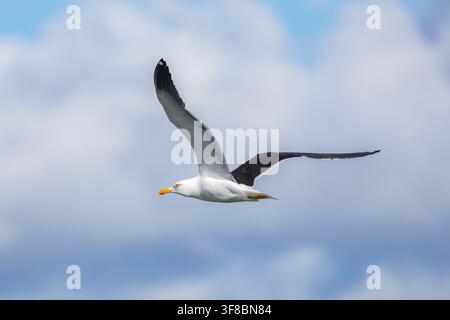 Heringsmöwe (Larus fuscus) Stockfoto