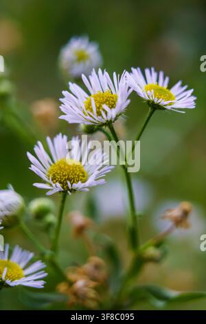 Blumen in Blüte mit weißen Blütenblättern und gelben Mittelpunkten in einem Garten Stockfoto
