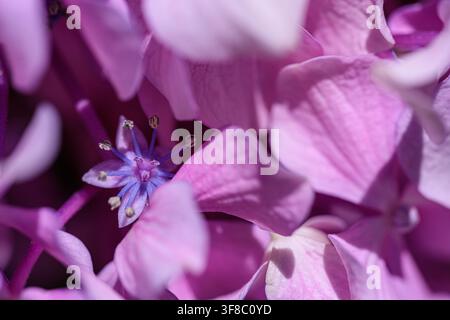Weiche rosa Blütenblätter umschließen ein zartes Blütenzentrum. Die Blütenblätter zeigen subtile Texturen und sanfte Kurven. Winzige Staubfäden umrahmen das Herz der Blume. Sattes Lila h Stockfoto