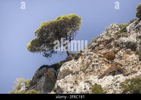Blick auf eine einsame Kiefer, die auf einer felsigen Klippenwand in Zakynthos, Griechenland, wächst. Stockfoto