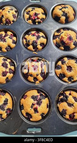 Frisch gebackene Muffins mit Blaubeeren und Brombeeren auf einem Backblech. Lecker in Horn-Bad Meinberg Stockfoto