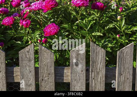 Lila Paeonia - Pfingstrosen blühen hinter altem hölzernem Lattenzaun mit Hühnerdraht eines geschützten Gemüsebeetss in später Frühlingszeit, Ile des Mou Stockfoto