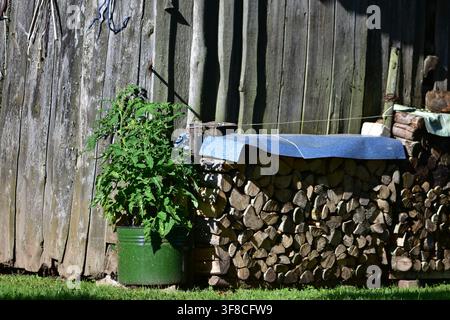 Grüne Tomatenpflanze, die in einem wiederverwendeten Metallbehälter neben einem ordentlich gestapelten Holzstapel und einem verwitterten Holzschuppen in einem sonnigen Bauerngarten wächst, c Stockfoto