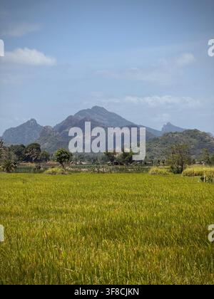 Reisfelder und Berglandschaft nahe Sigiriya, Sri Lanka Stockfoto