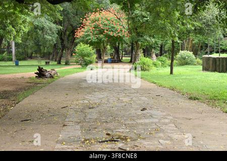 Prachtvoller Parkweg, der durch üppige grüne Bäume mit blühenden Blumenbäumen führt Stockfoto