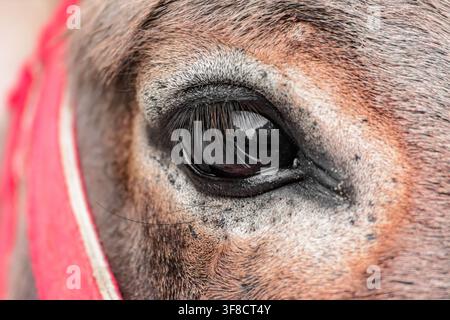 Nahaufnahme eines Pferdeauges mit haarigen Details Stockfoto